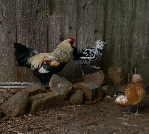 BoBo BooBoo and Spice