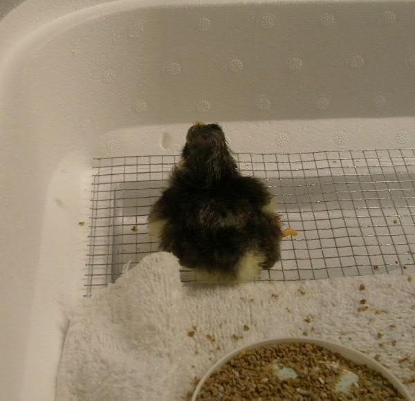 BooChick white wing tips