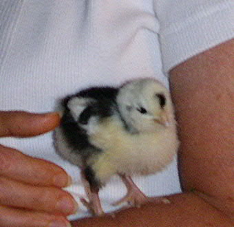 Boo Baby on Becky's arm