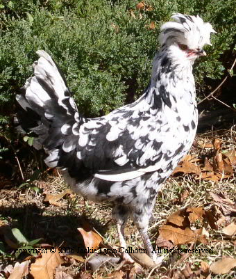 Boo Boo photo session