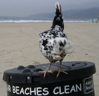 Boo Keeps our Beaches clean