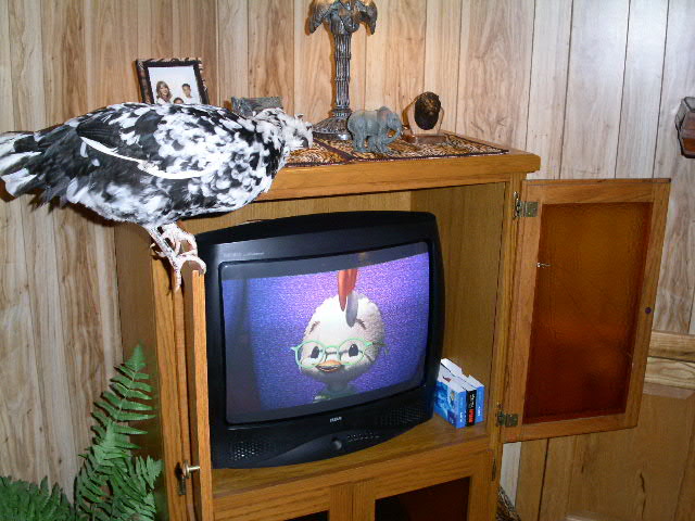 Boo watches Chicken Little