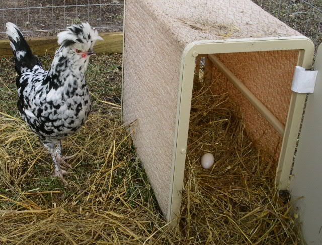 Boo Boo's First Egg