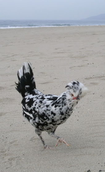 Boo Boo frolics in the sand