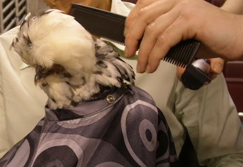 Boo Boo getting a touch on her hair