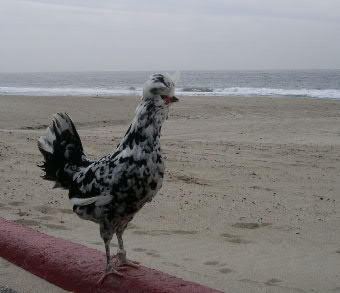 Boo Boo views the beach