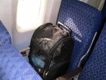 Boo Boo in her own plane seat