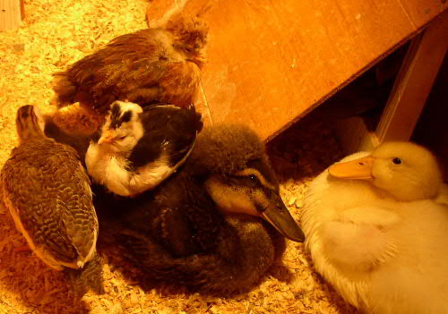 BooBoo oon Dumplin's back