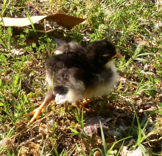 ChickaBoo's leg twisted backwards