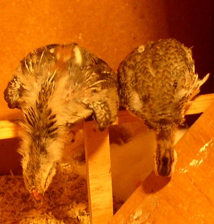 Chicks sleep hanging